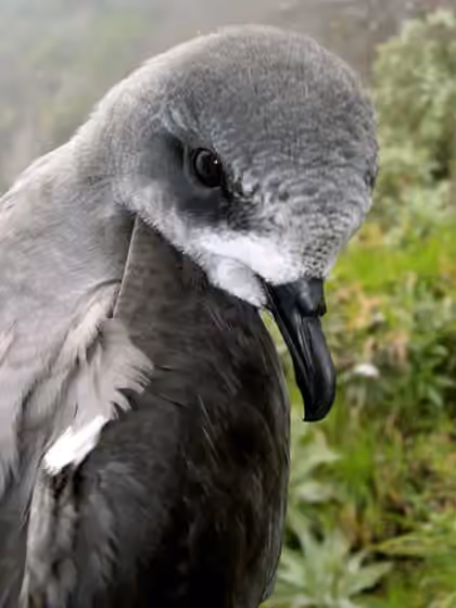 Dokumentasi Pterodroma madeira