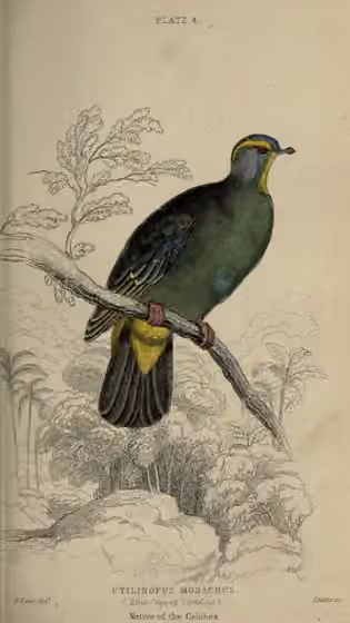 Ilustrasi Ptilinopus monacha