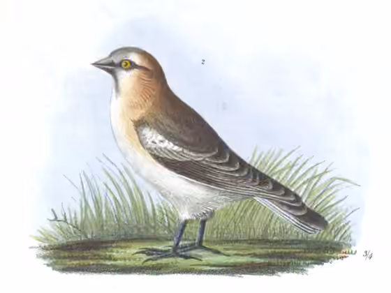 Ilustrasi Pyrgilauda ruficollis