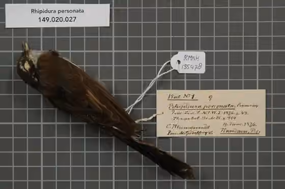 Spesimen museum Rhipidura personata