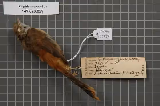 Spesimen museum Rhipidura superflua