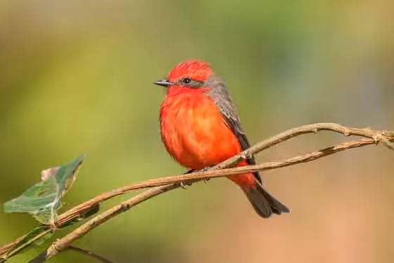 Dokumentasi Pyrocephalus rubinus