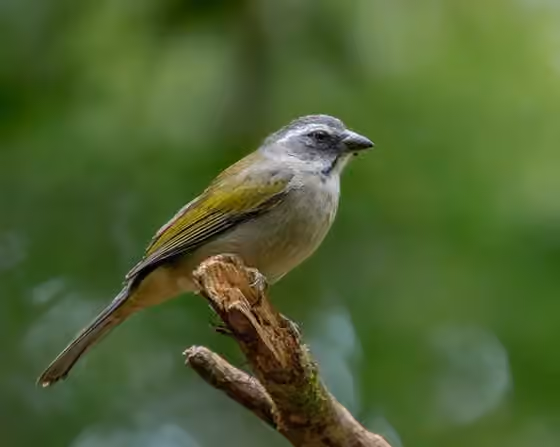 Dokumentasi Saltator similis