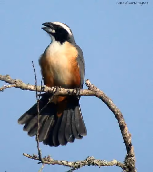 Dokumentasi Saltator orenocensis