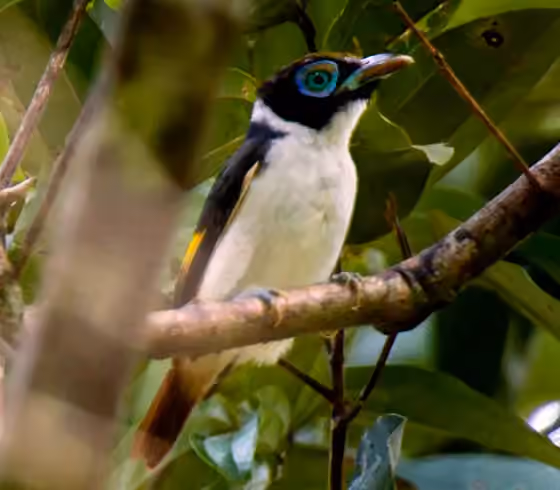 Dokumentasi Sarcophanops steerii