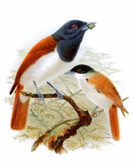 Ilustrasi Schetba rufa