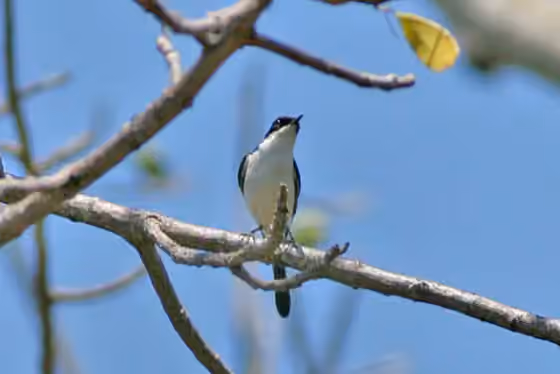 Dokumentasi Saxicola gutturalis