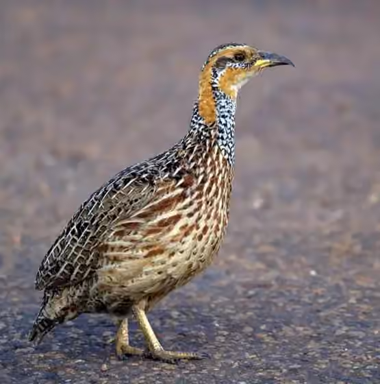 Dokumentasi Scleroptila levaillantii