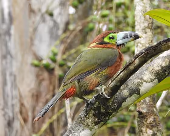 Dokumentasi Selenidera maculirostris