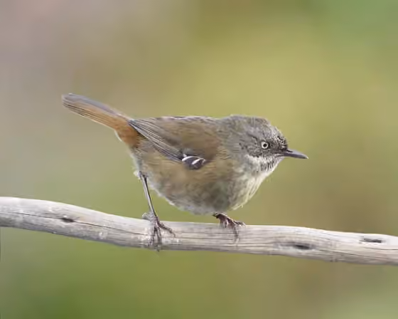 Dokumentasi Sericornis humilis