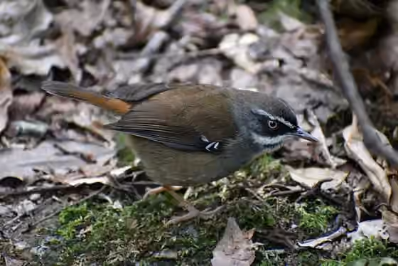 Dokumentasi Sericornis frontalis