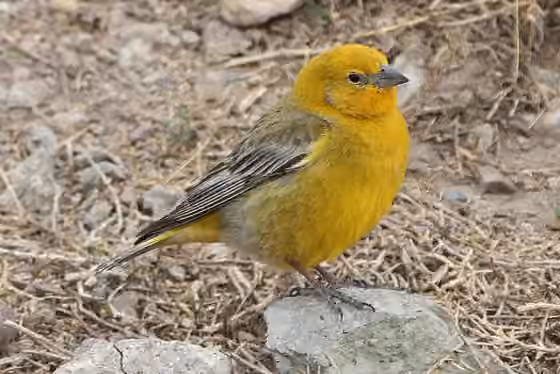 Dokumentasi Sicalis auriventris