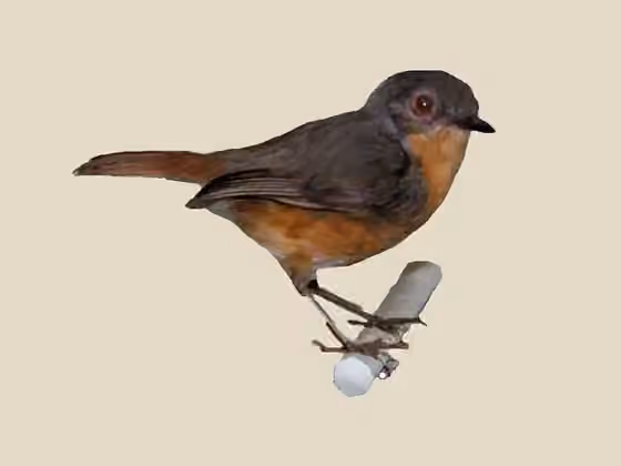 Dokumentasi Sheppardia aequatorialis