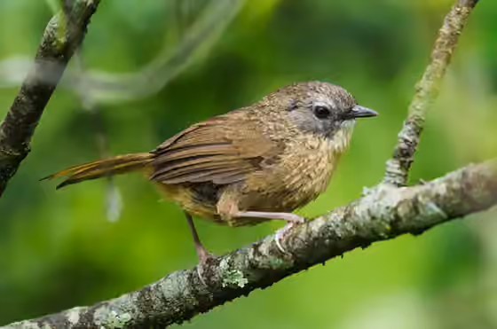 Dokumentasi Spelaeornis longicaudatus