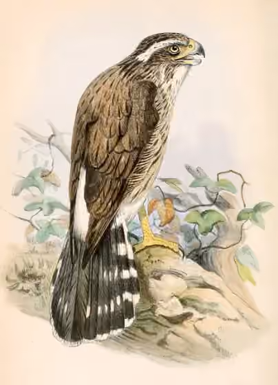 Ilustrasi Spiziapteryx circumcincta
