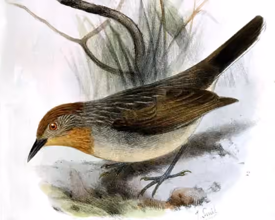 Ilustrasi Sterrhoptilus capitalis
