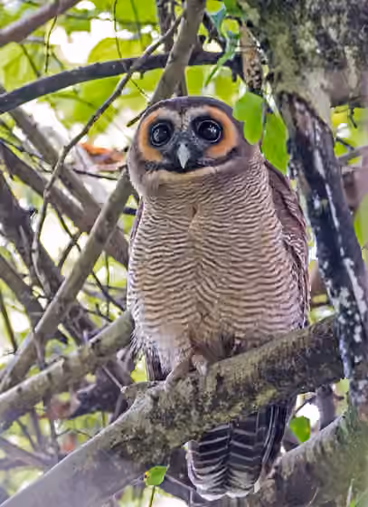 Dokumentasi Strix leptogrammica