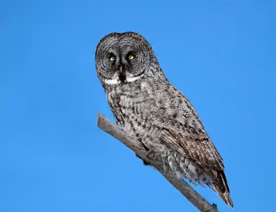 Dokumentasi Strix nebulosa
