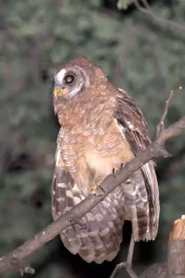 Dokumentasi Strix woodfordii