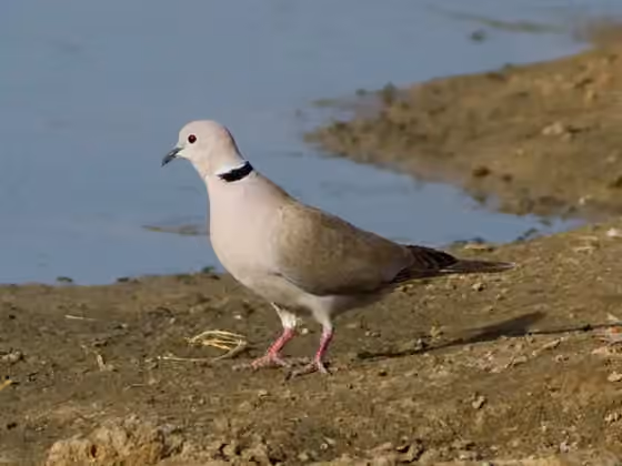 Dokumentasi Streptopelia roseogrisea