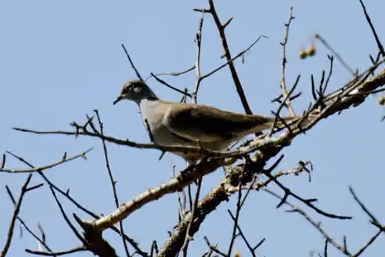 Dokumentasi Streptopelia reichenowi