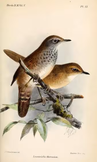 Ilustrasi Locustella thoracica