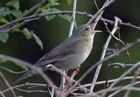 Dokumentasi Locustella fluviatilis