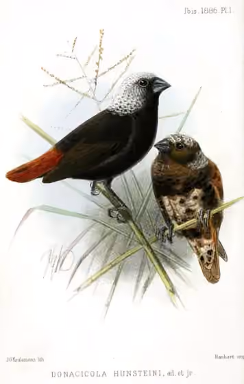 Ilustrasi dokumenter Lonchura hunsteini pada pelat dengan beberapa figur burung