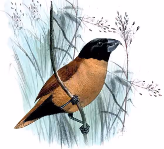 Ilustrasi Lonchura forbesi