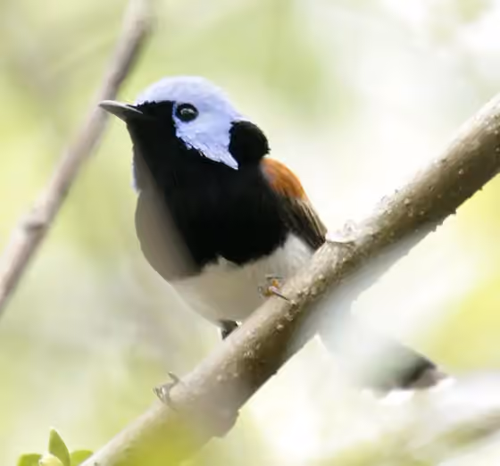 Dokumentasi Malurus amabilis