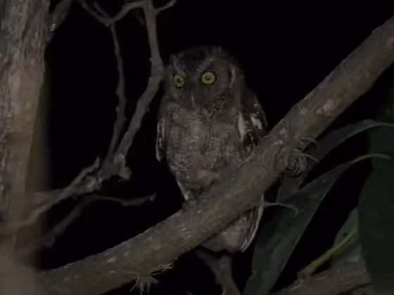 Dokumentasi Megascops roboratus