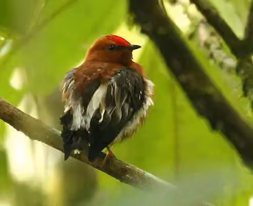Dokumentasi Machaeropterus deliciosus