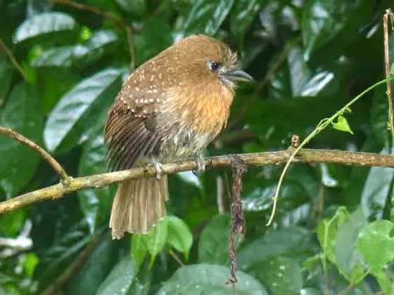 Dokumentasi Malacoptila mystacalis