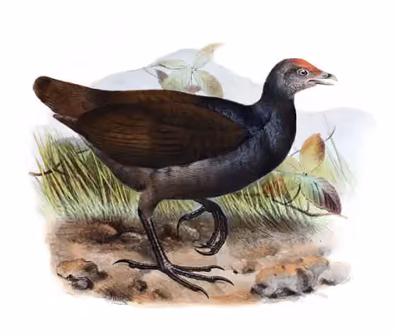 Ilustrasi Megapodius eremita