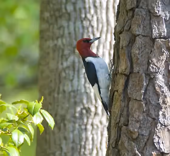 Dokumentasi Melanerpes erythrocephalus