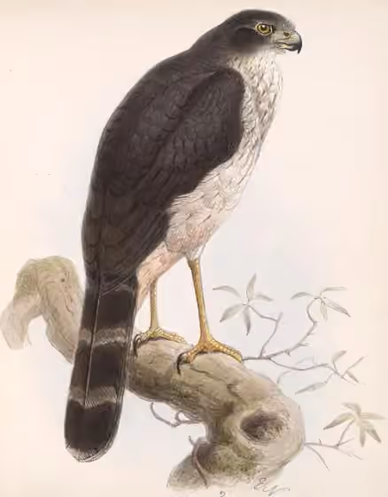 Ilustrasi Micrastur mirandollei