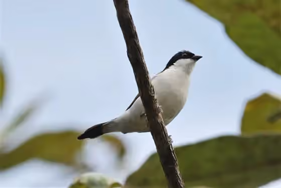Dokumentasi Nigrita fusconotus