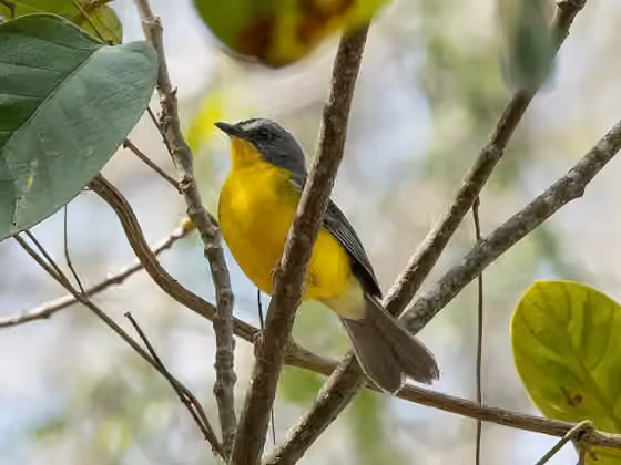 Dokumentasi Myiothlypis fraseri