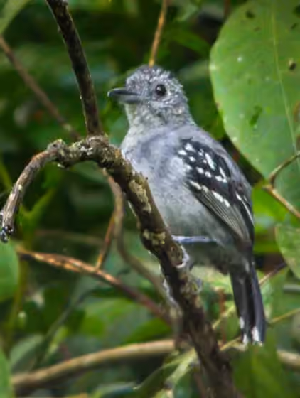Dokumentasi Myrmotherula schisticolor