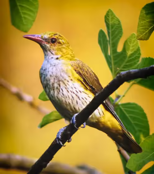 Dokumentasi Oriolus oriolus