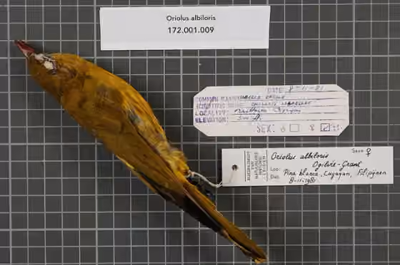 Spesimen museum Oriolus albiloris