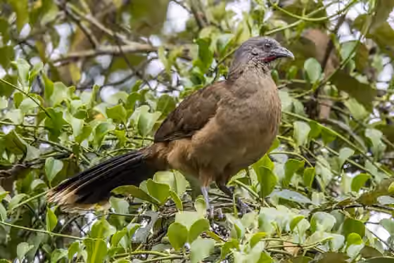 Dokumentasi Ortalis vetula