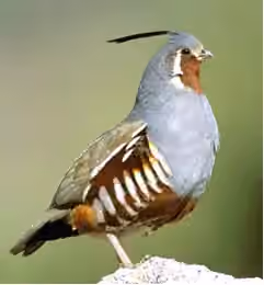 Dokumentasi Oreortyx pictus