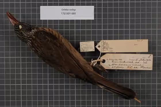 Spesimen museum Oriolus szalayi