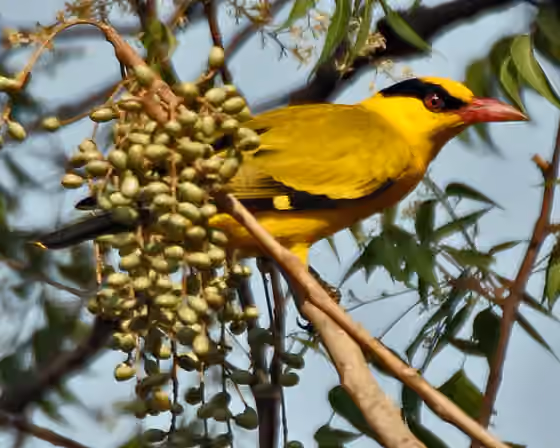 Dokumentasi Oriolus chinensis