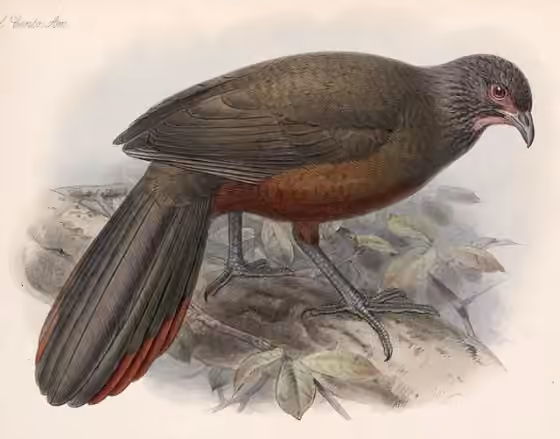 Ilustrasi Ortalis wagleri