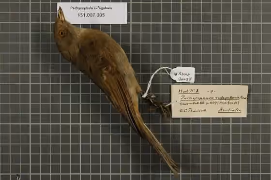 Spesimen museum Pachycephala rufogularis
