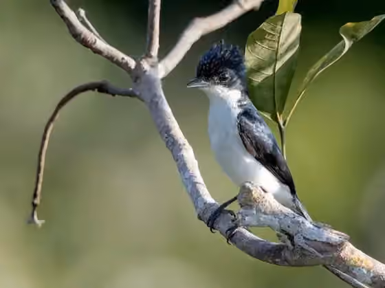 Dokumentasi Pachyramphus surinamus