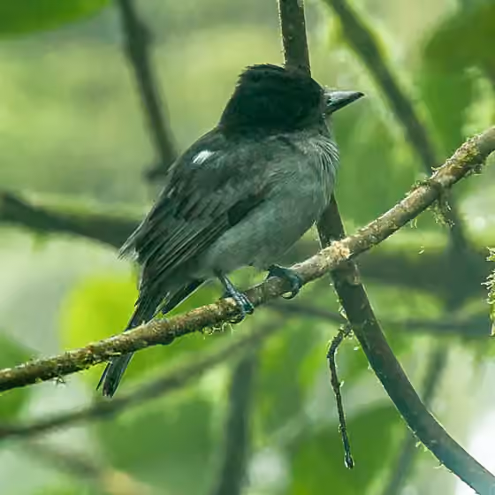 Dokumentasi Pachyramphus homochrous