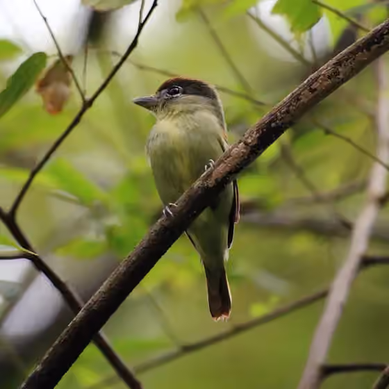 Dokumentasi Pachyramphus marginatus